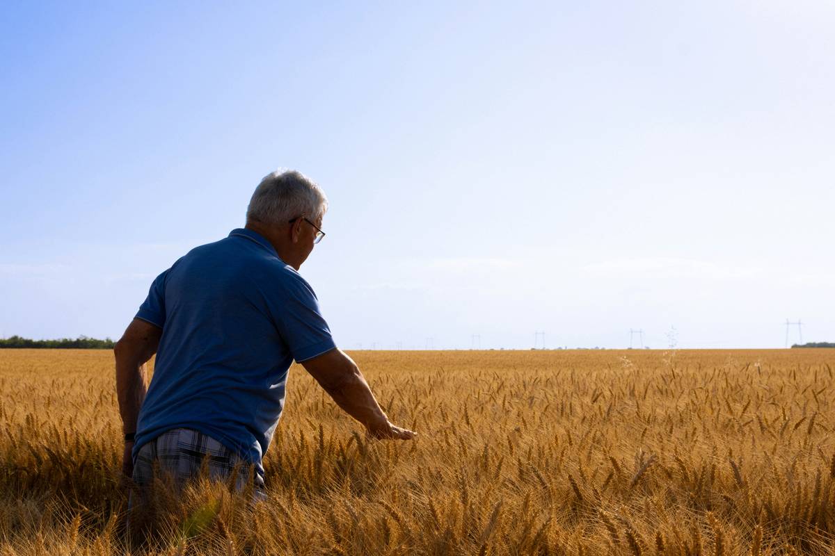 Farmer inspecting hail-damaged cornfield under hail crop defense coverage policy