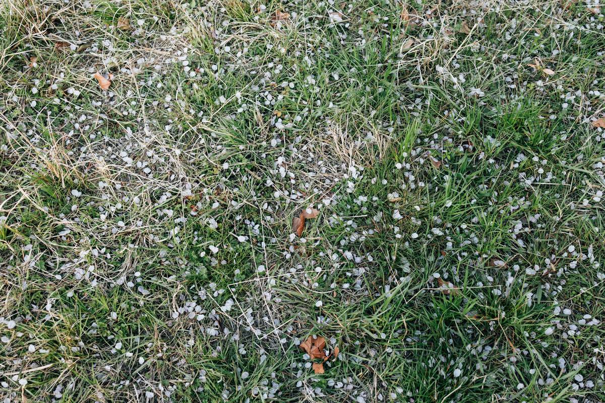 Drone capturing aerial view of hail-affected crops covered by hail crop defense coverage