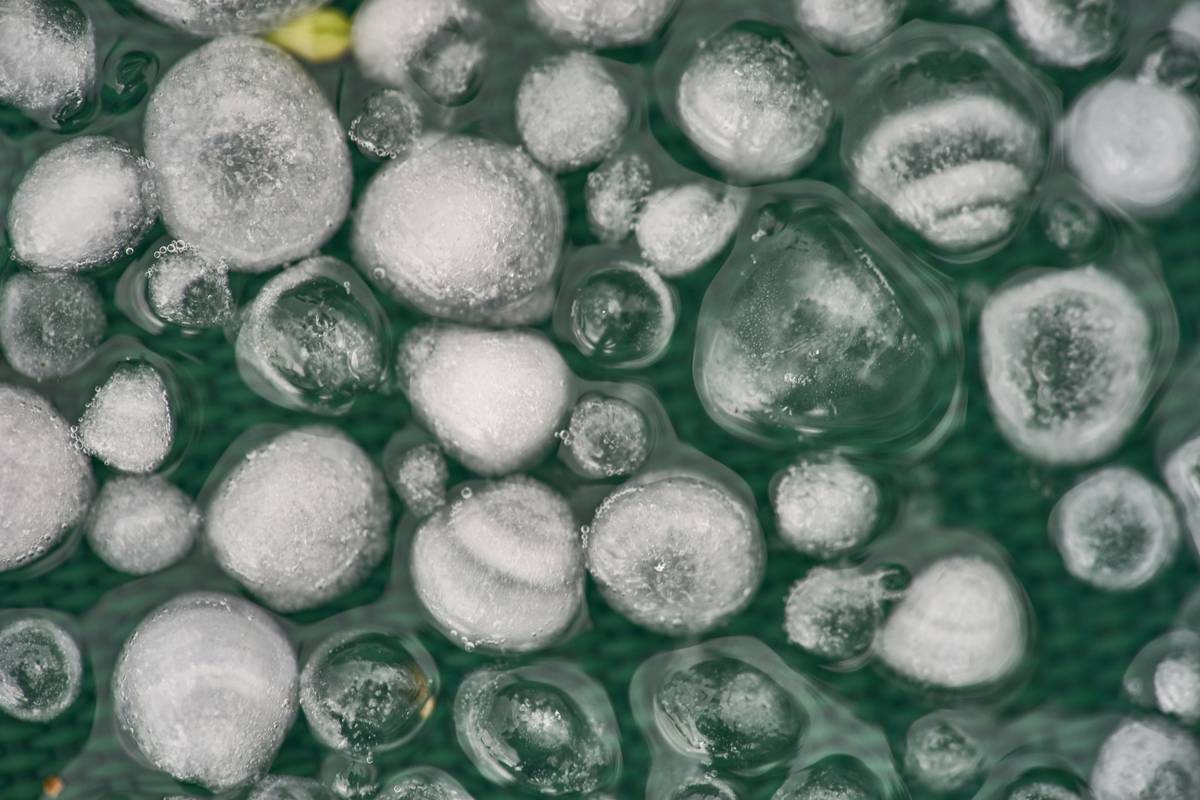 Adjuster evaluating hail damage for crop hail protection policy claim